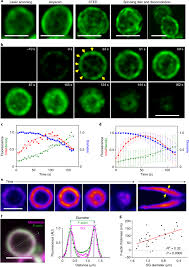 Dynamic polyhedral actomyosin lattices remodel micron-scale curved  membranes during exocytosis in live mice