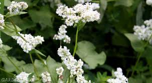 I made two raised garden bed covers for garden beds measuring 4 feet by 6 feet in length. Choosing And Planting Cover Crops For Raised Beds
