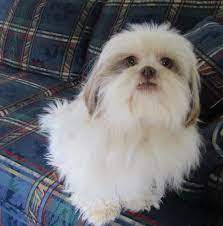 We are located in louisiana, but we sell our imperial shihtzu puppies to other states like texas, mississippi, arkansas, california. Shih Tzu Puppies For Sale Lewisburg Tn 127748