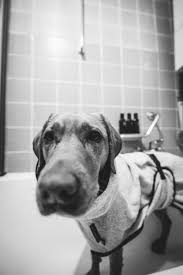 Soll Man Den Hund Baden Und Wenn Ja Wie Oft Wir Sind Der Meinung Dass Hunde So Selten Wie Ma Glich Aber So Oft Wie Na Tig Hunde Gesunde Hunde Hundepflege
