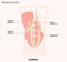 It runs vertically down the front of your body. 4 Pack Abs Vs 6 Pack Men Vs Women Exercises Diet And More