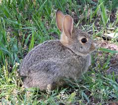 Rabbits can be pests in gardens of all types. How To Keep Rabbits Out Of Your Garden Dengarden