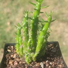 Image result for Austrocylindropuntia