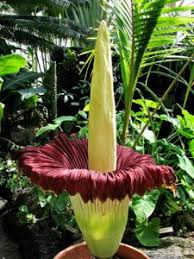 Flowers that bloom every 100 years 1 madagascar palm tree 2 century plant (agave americana) 3 corpse flower (titan arum). 5 Of The World S Rarest And Most Endangered Plants Engledow Group