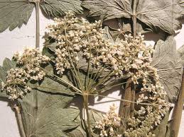 Image result for Pimpinella robynsii