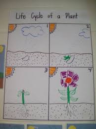 Life Cycle Of A Plant Lessons Tes Teach