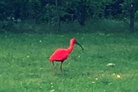 De kans dat de felgekleurde verschijning met zijn kenmerkende kromme snavel negenduizend kilometer heeft afgelegd om in nederland neer te strijken, wordt door experts op nihil geschat. Wandelaar Spot Rode Ibis Bij Kaldeborn In Heerlen De Limburger Mobile