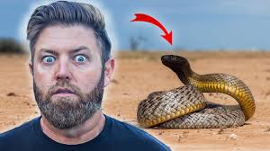 Top 10 Deadliest Snakes in the World