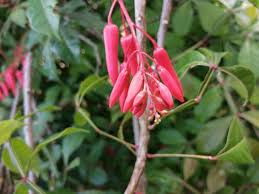 Image result for Quassia undulata