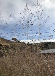 Image result for Sporobolus panicoides