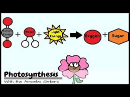 So, the nadh made during the however, in the bacterial cell, since there is no mitochondria, the whole process of respiration occurs within the cytoplasm so no atp is consumed in. Old Video Photosynthesis And The Teeny Tiny Pigment Pancakes Youtube