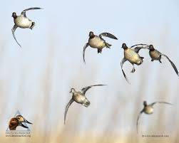 You can also upload and share your favorite duck hunting backgrounds. Waterfowl Wallpapers Group 43