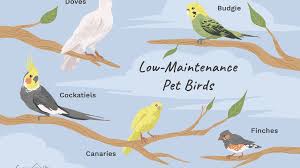 Best bird pet shop near me. 8 Top Low Maintenance Pet Bird Species