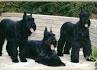 Giant Schnauzer Dog Breed Information and Pictures