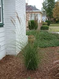 Image result for Miscanthus violaceus