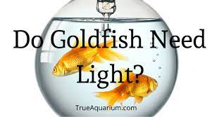 Do Goldfish Need Light True Aquarium