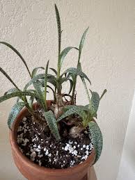 Image result for Ledebouria Unidentified sp. no4.