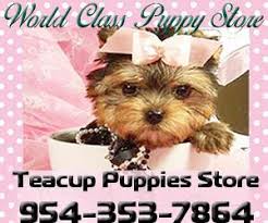 Backed by 15 years of breeding experience, we produce true family pets you'll love. Bulldog For Sale Minnesota Page 10