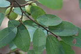 Image result for Pseudolachnostylis maprouneifolia