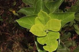 Image result for Premna velutina