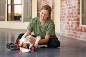We are a 24 hour emergency veterinary hospital with 4 additional satellites. Pet Care Center Inc 2212 David Drive Metairie Reviews And Appointments Topvet