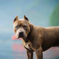 How many puppies do pitbulls have. How Long Do Pitbulls Live What Is The Typical Pitbull Lifespan