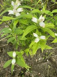 Image result for Blotiella glabra