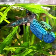 Rare Wild Betta Fish Breeding Proccess Video Fish Breeding Betta Fish Types Tropical Fish Aquarium