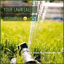 Don't water during the heat of the day. Blue Grass Sod Producers Ltd It S A Heat Wave Don T Forget To Water Your Lawn And Especially Your New Sod With Temperatures Soaring And Hot Drying Winds Your Lawn New