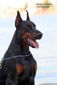 Dragan Dakialeksic19 - Profile Pinterest