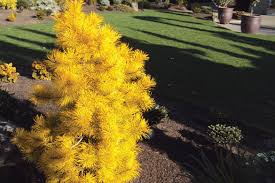 Image result for Landolphia incerta