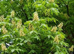 Check spelling or type a new query. 10 Yellow Flowering Trees And Shrubs Garden Tabs