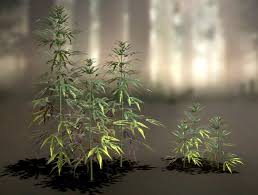 Image result for Cannabaceae