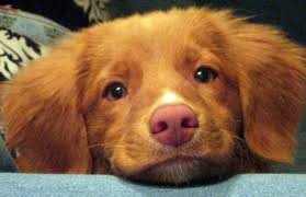 Review how much golden retriever puppies for sale sell for below. Nova Scotia Duck Tolling Retriever Pup Classic Look Cute Dogs Cute Animals Cute Baby Animals