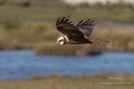 Check spelling or type a new query. Busard Des Roseaux Circus Aeruginosus Les Carnets Nature De Jessica