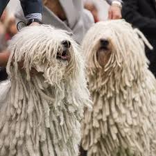 Wie Heisst Diese Hunderasse Komondor Der Komondor Ist Eine Von Der Fci Anerkannte Ungarische Hunderasse Der Komondor Hunde Rassen Hunderasse Ungarischer Hund
