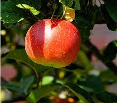 Figs are one of the easiest fruits to grow in the desert as they love the heat. Fruit Trees For Desert Southwest Fruit Trees Guzmansgreenhouse Com