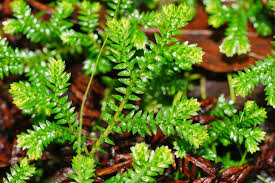 Image result for Selaginella kraussiana