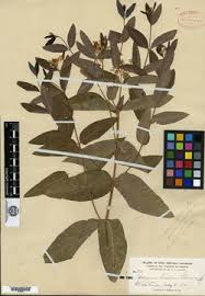 Image result for Ancylobothrys tayloris