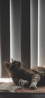 Pet Cat Mews Astral Person Is Lying Wallpapers For Iphone X Iphone Xs And Iphone Xs Max Download bilder für das handy tiere blumen grass meerschweinchen. www pinterest co kr