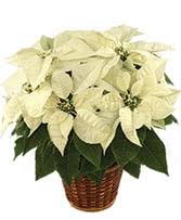 Maybe you would like to learn more about one of these? Aura Of Winter Floral Design In Lafayette La Flowers By Rodney