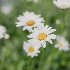 Image result for foto Kopretina