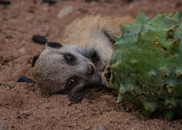 Image result for Acanthosicyos naudinianus