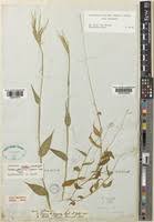 Image result for Arthraxon lancifolius