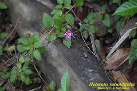Image result for Heterotis rotundifolia