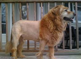 Cool Lion Dog Funnydogsite Com Lion Dog Farm Dogs Dumb Dogs