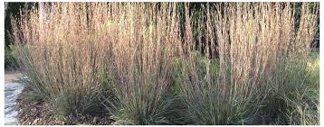 Image result for Stolzia compacta