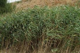 Image result for Phragmites australis