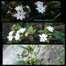 Image result for Jasminum breviflorum