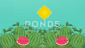 Pets, robots & melons | animated shorts for adults. Water Melon Vector Animation Photosy Stock Video Pond5